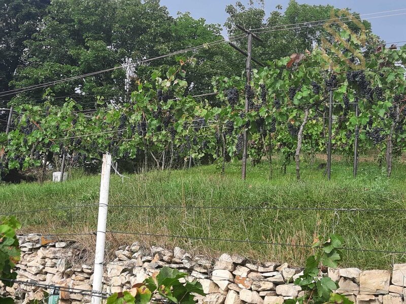 Prodej, rodinný dům 235 m2, pozemek 5026 m2, Velké Žernoseky