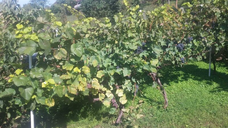 Prodej, rodinný dům 235 m2, pozemek 5026 m2, Velké Žernoseky