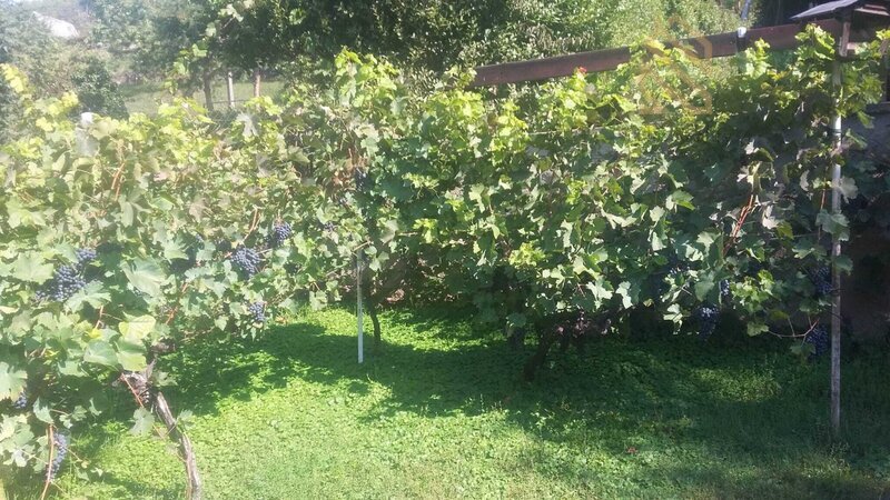 Prodej, pozemek 4490 m2,  Velké Žernoseky