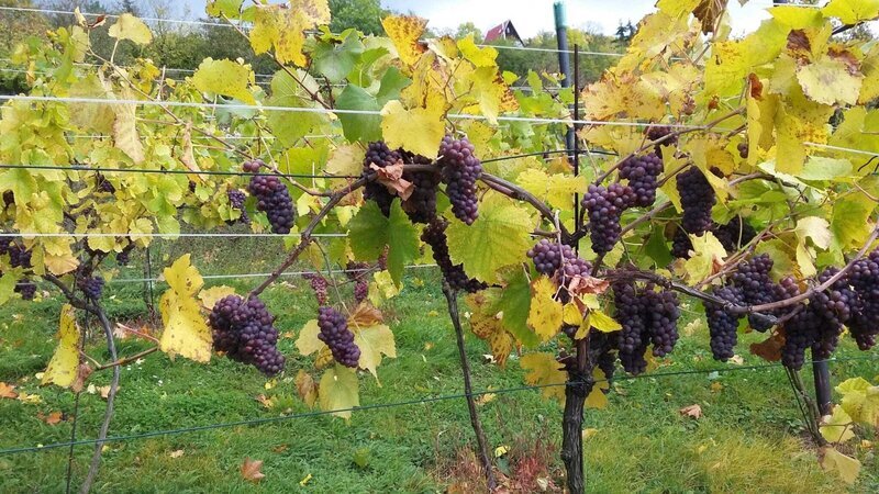 Prodej, pozemek 4490 m2,  Velké Žernoseky