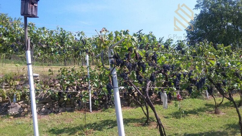 Prodej, pozemek 4490 m2,  Velké Žernoseky