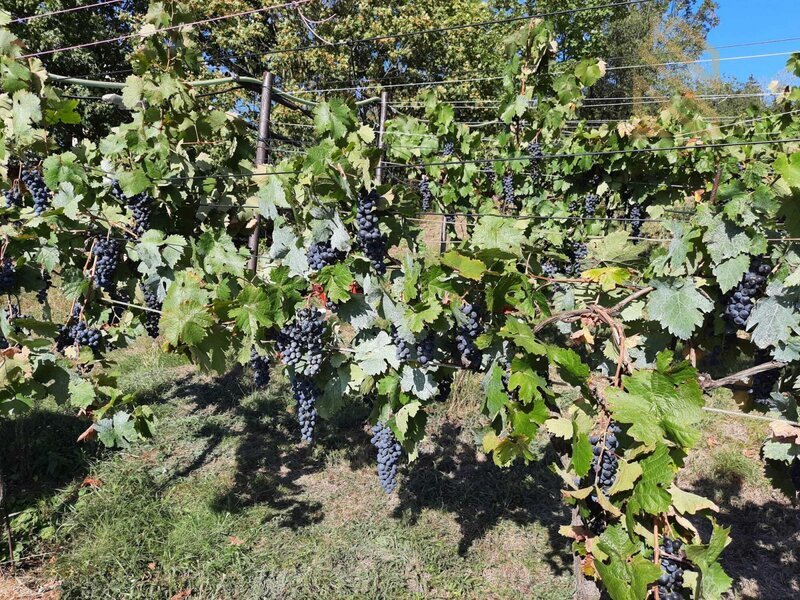 Prodej, pozemek 4490 m2,  Velké Žernoseky