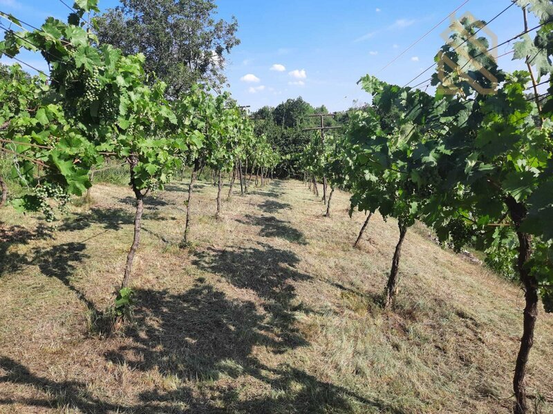 Prodej, pozemek 4490 m2,  Velké Žernoseky