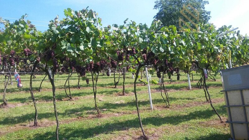 Prodej, pozemek 4490 m2,  Velké Žernoseky