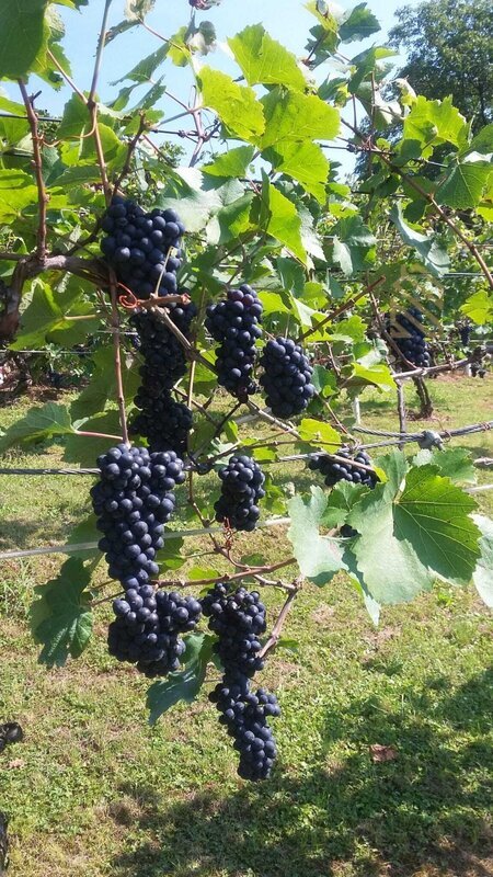 Prodej, pozemek 4490 m2,  Velké Žernoseky