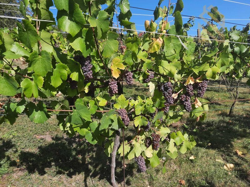 Prodej, pozemek 4490 m2,  Velké Žernoseky