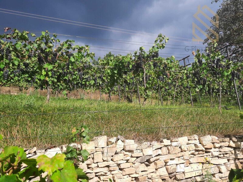 Prodej, pozemek 4490 m2,  Velké Žernoseky