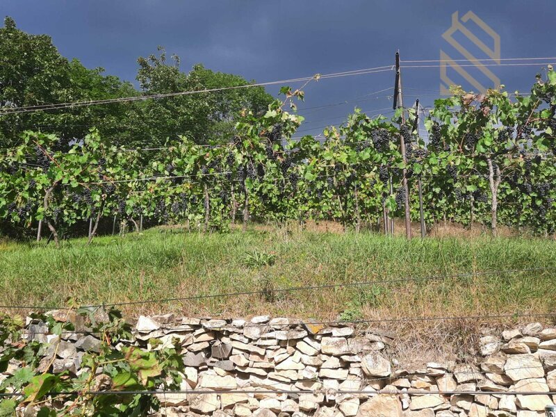 Prodej, pozemek 4490 m2,  Velké Žernoseky