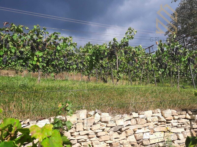 Prodej, rodinný dům 235 m2, pozemek 5026 m2, Velké Žernoseky